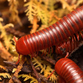 Trigoniulus corallinus - Scarlet Millipede  “Malaysia”